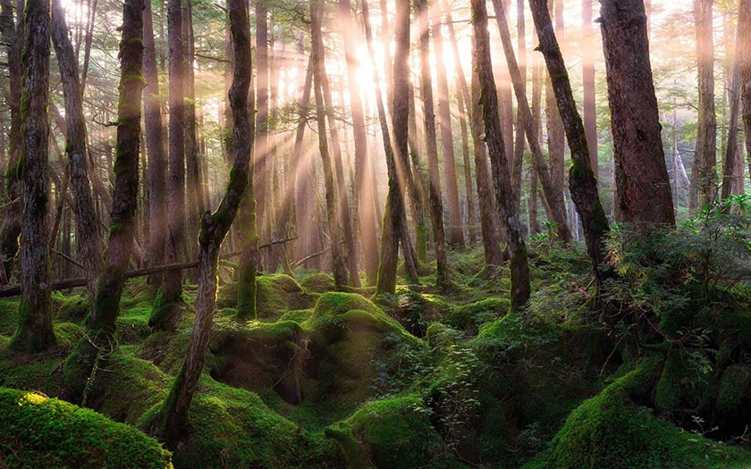  hình nền thiên nhiên cho máy tính: cảnh rừng