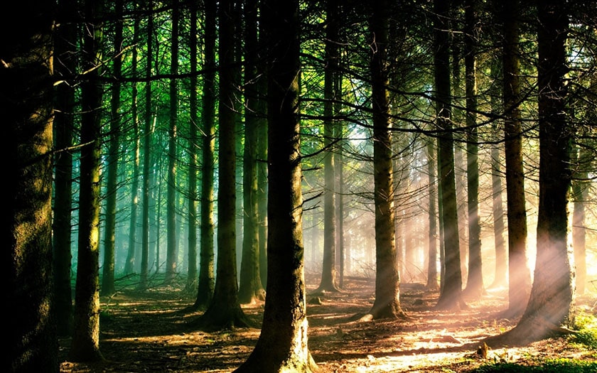 	hình nền thiên nhiên cho máy tính: cảnh rừng