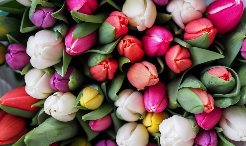 Hình nền máy tính hoa Tulip đẹp