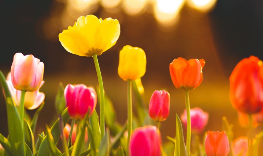 Hình nền máy tính hoa Tulip mới