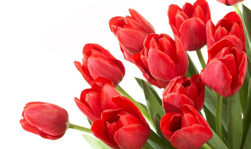 Hình nền máy tính hoa Tulip hồng