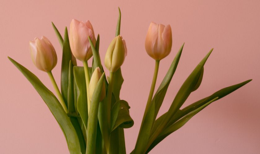 Hình nền máy tính hoa Tulip 4K