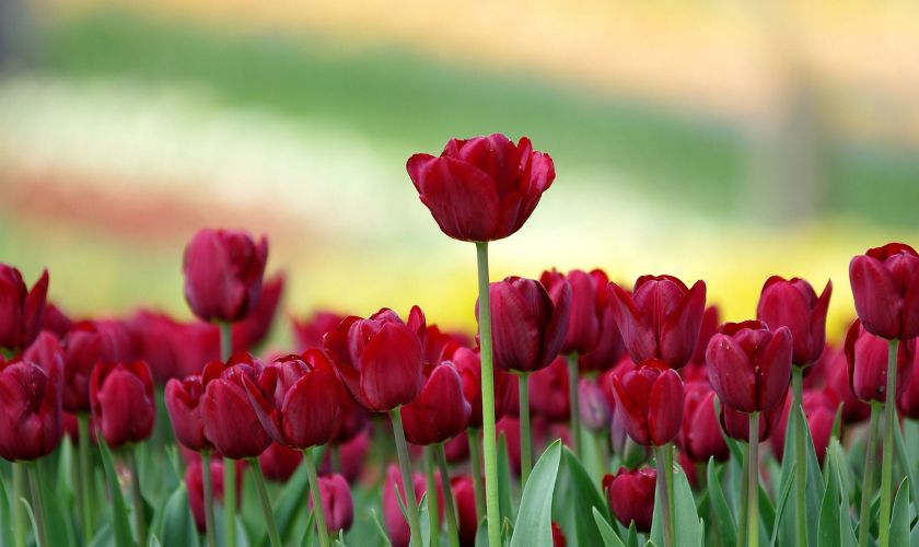 Hình nền máy tính hoa Tulip