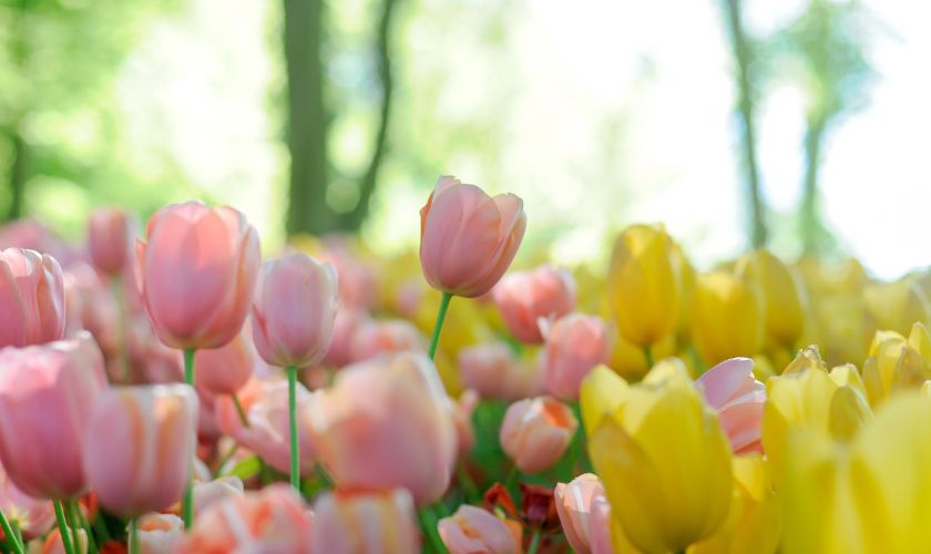 Hình nền máy tính hoa Tulip đẹp nhất