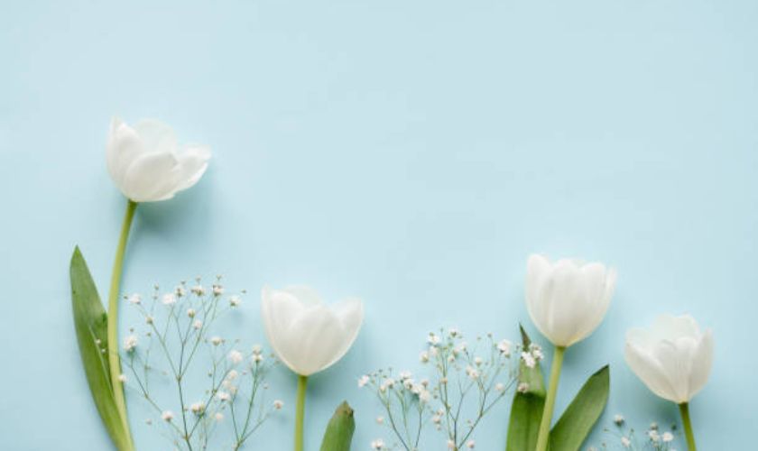 Ảnh nền máy tính hoa Tulip mới