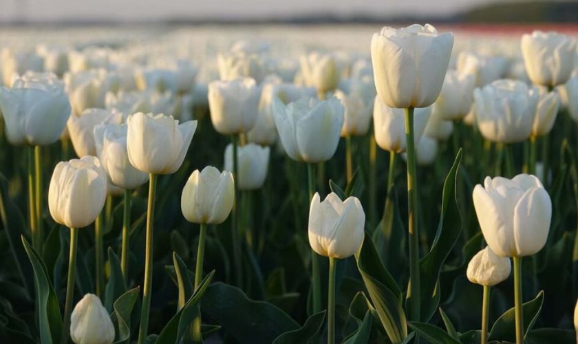 Ảnh nền máy tính hoa Tulip mới nhất
