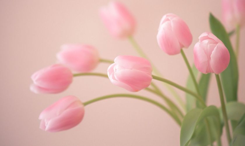 Wallpaper hoa Tulip xịn