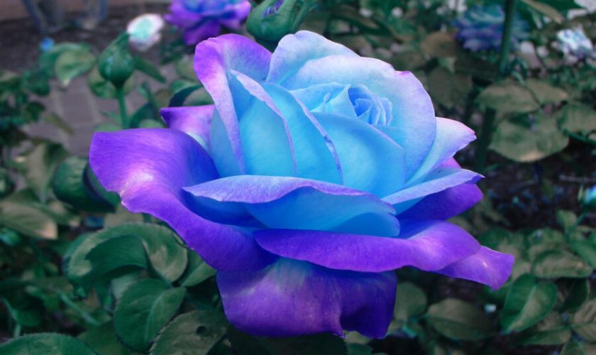 Ảnh nền hoa hồng xanh dương