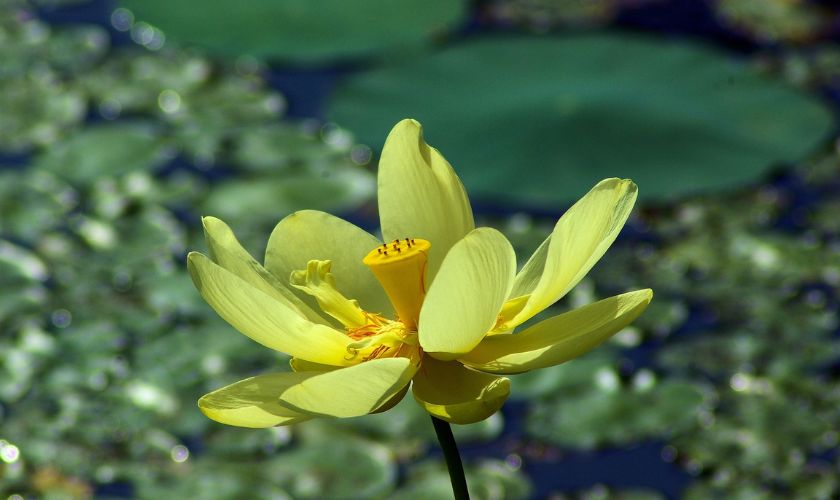 Ảnh hoa sen vàng nở rộ trên hồ