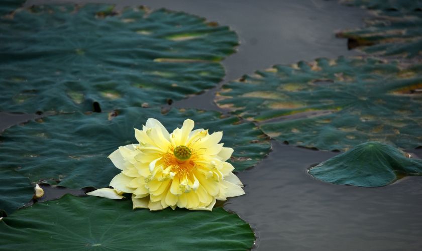 Hình bông hoa sen vàng đang nằm trên mặt nước tỉnh lặng