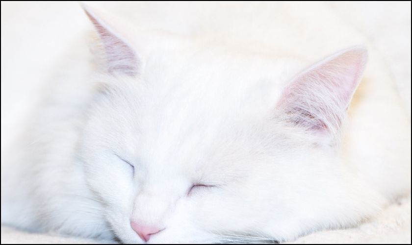 Hình nền chú mèo trắng đang ngủ cho máy tính