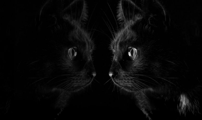 Ảnh hai chú mèo đen đang nhìn nhau 