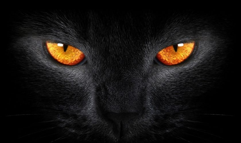 Hình nền máy tính mèo đen với ánh mắt màu vàng cực ngầu