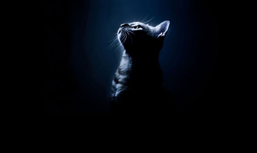 Hình nền máy tính chú mèo đang đứng trong bóng tối