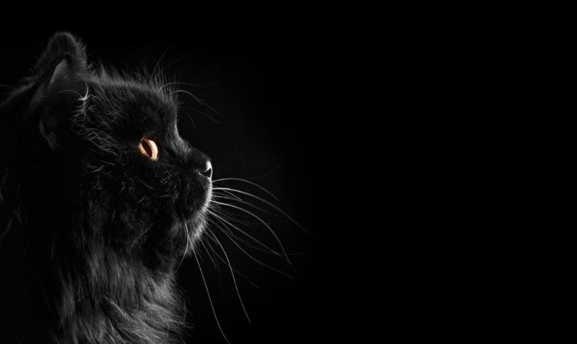 Ảnh mèo đen ngầu nhất 