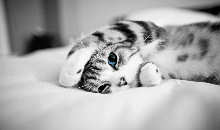 Wallpaper mèo con nhỏ bé đang ngủ trên nệm cực cute